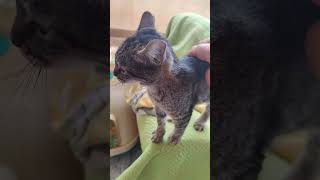 Kitten Lissy Big Purr Croaky Meow rescuekitty [upl. by Nirrak]