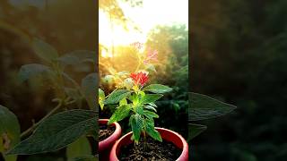 Tips For Pentas Plant Care  How To Care Pentas Plant shortvideo shorts garden gardening [upl. by Sert]