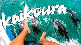 TOP 5 things to do in Kaikoura New Zealand Hidden Gem [upl. by Anuqahs]