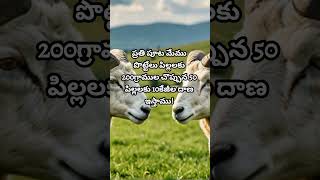 పొట్టేళ్ల దాణా తయారీ పార్ట్ 2 sheepfarmingintelugu kadiri telugu కదిరి kadirinews [upl. by Heppman]