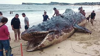 North Carolina Locals Discover Strange Creature on Beach Then Experts Find Something Truly Shocking [upl. by Limhaj847]