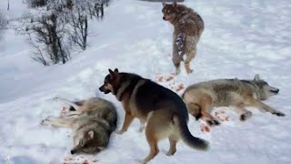 Dog vs Wolf Fight  The Strongest Dog Breeds Attacking Moments Caught on Camera  Kangal vs Wolf [upl. by Abrams]