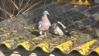 Woodpigeon feeding her wounded young [upl. by Yelbmik]