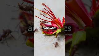 Little farmersLeafcutter Ants🐜facts4fun facts didyouknown funfacts ants farming [upl. by Tesler]