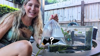 Guppy Pond Aquarium  UPDATE and Buying New Fish [upl. by Anestassia]