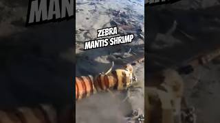 How to Catch Mantis Shrimp animals [upl. by Stormie95]