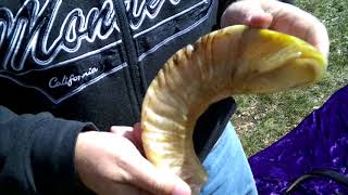 Rams horn shofar 95 [upl. by Annait]