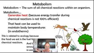 AP bio 82 Endotherms vs Ectotherms 82 Part 1 [upl. by Elvera]