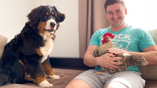 Bernese Mountain Dog Puppy Meets a Rooster for the First Time [upl. by Bronez]