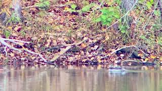 Hooded Merganser group of 3 at Lake Townsend on 102724 [upl. by Elleivap502]