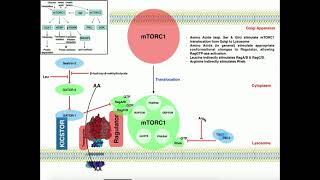 Exercise Physiology  mTORC1 and Muscle Protein Synthesis [upl. by Ivy40]