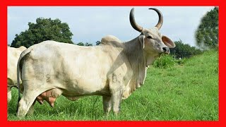 🔴 GUZERAT LECHERO ↗ Ganaderia Gujarat Vacas Lecheras y Carnicas [upl. by Esinert21]