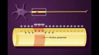 Trasmissione del potenziale dazione su unassone non mielinizzato [upl. by Anilys]