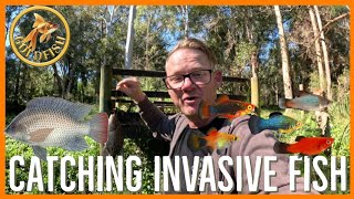 Catching Tilapia Swordtails and Platys in Brisbane platys swordtails tilapia [upl. by Hamnet491]