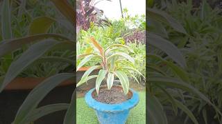 Best method of cordyline PropagationBest method propagation tipsshotsytshorts gardentrendyt [upl. by Devlin877]