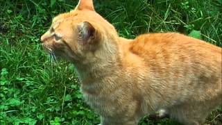 CHAT MIAULE  MANGER CAT MEOWS TO EAT CAT MIAOWS [upl. by Wakerly287]