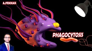 Phagocytosis 3D immune system  Ahmed FEKKAK [upl. by Atirat]