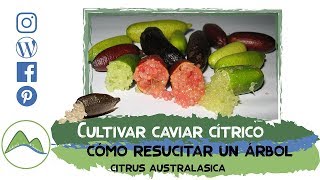 La lima caviar caviar cítrico El árbol que volvió a la vida  LdN [upl. by Patrica]