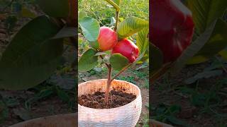 Unique Technique Grafting Apple Tree 😲 How To Grafting Apple Tree From Seed To Fruit shorts apple [upl. by Tana770]