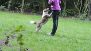 Border collies doing Tricks [upl. by Tteve65]