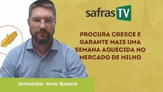 Procura cresce e garante mais uma semana aquecida no mercado de milho [upl. by Akkimat]