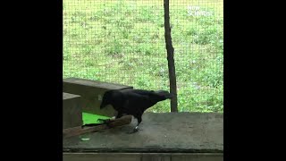 Crows make tools from memory [upl. by Ettenad558]