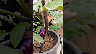 Powerful liquid fertilizer orgenic gardening ytshorts liquidfertilizer [upl. by Haizek]