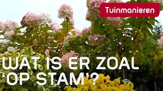 Wat is er allemaal op stam [upl. by Eadith]