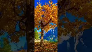 AUTUMN IN BERNER OBERLAND AND SWISS 🫕 [upl. by Gherardi871]