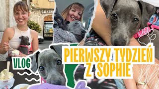 Pierwszy Tydzień z Charcikiem Włoskim Wychowanie i Socjalizacja Sophie 🐶 [upl. by Mazur873]