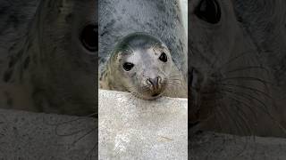 Mindful Moments  Seal Sanctuary Gweek Cornwall  capcut capcutcaptions [upl. by Adilen868]