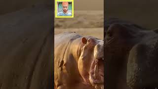 Magarmacch ne hippo ke bacche ki Jaan le li shorts viralvideo [upl. by Edahs148]