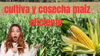 Cómo Cultivar y Cosechar Maíz En El Campo [upl. by Neelahs]