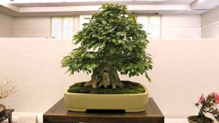 Bonsai Show 2011 New Haven CT [upl. by Annabella309]