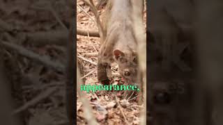 Meet the Fossa 🐱🐾🌿 Madagascar’s Top Predator in Action shotrs wildlifetrendinganimals [upl. by Pudens]