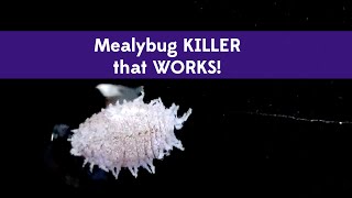 Mealybug KILLER that works [upl. by Idzik]