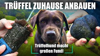 Trüffel zuhause anbauen  Trüffelplantage in Deutschland Trüffelhund Dokumentation [upl. by Rahcir]