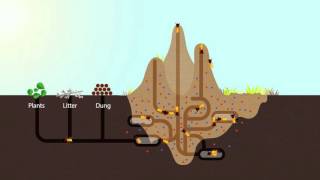 How Termites Enrich Ecosystems  HHMI BioInteractive Video [upl. by Letsirhc516]