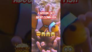 quot5 MindBlowing Facts About Clownfish 🐠  You Wont Believe 4 🤯quotshorts youtubeshorts [upl. by Hakilam288]