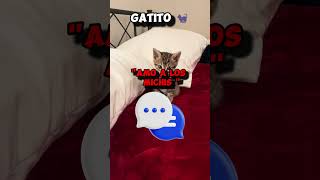 🐶PERRO VS GATO😺 DEBATE ¿A CUAL APOYAS  shorts perros gatos [upl. by Oriaj906]