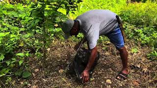 Applying herbicide to lawn after mowing  demolition x  effective nga ba [upl. by Hamlani]