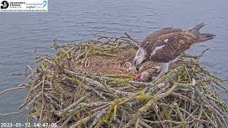 33 with floppy fish almost slaps new born chick Manton Bay Osprey 12052023 [upl. by Gottwald]