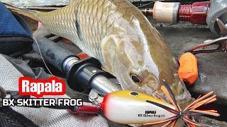 HAMPALA TOP WATER  RAPALA BX SKITTER FROG [upl. by Nylyak]