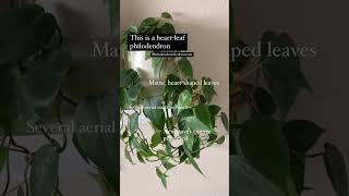 Pothos vs HeartLeaf Philodendron  Vining Plants [upl. by Navillus]