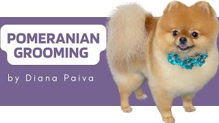 POMERANIAN GROOMING TUTORIAL  How to groom a Pomeranian Step by Step [upl. by Sillyrama]