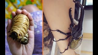 Everything You Need To Know About Giant Beetles [upl. by Ettenyar526]