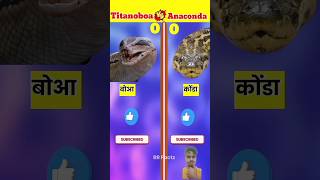 titanoboa vs anaconda full camperison videoshorts animals ytshorts snake titanoboa anaconda [upl. by Llehcar]