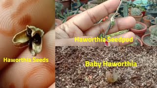 How To Grow HaworthiaHaworthiopsis From Seeds [upl. by Ignatia429]