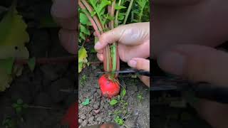 Cut of radis vegetables gardening farming [upl. by Mccoy16]