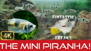 THESE FISH ARE LIKE PIRANHAS Exodon Tetra Care and Tips [upl. by Nhaj]